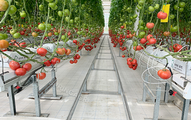 Rumah hijau tomato kami sedang memasang langsir basah