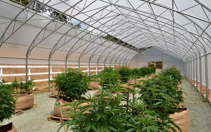Rumah Hijau Filem Ganja Perubatan: Penukar Permainan dalam Industri