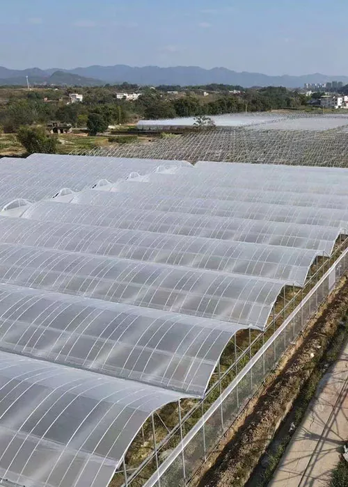 Rumah hijau timun dan tomato