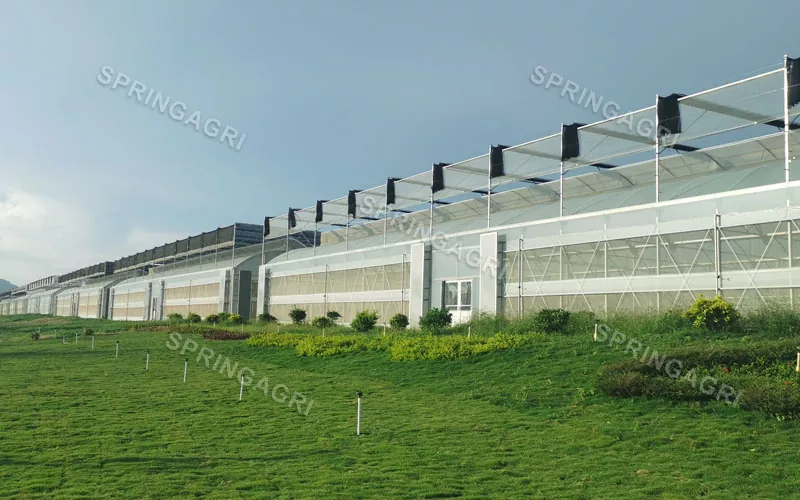 Berskala Besar Dengan Rumah Hijau Sayuran Plastik Multispan Kos Rendah