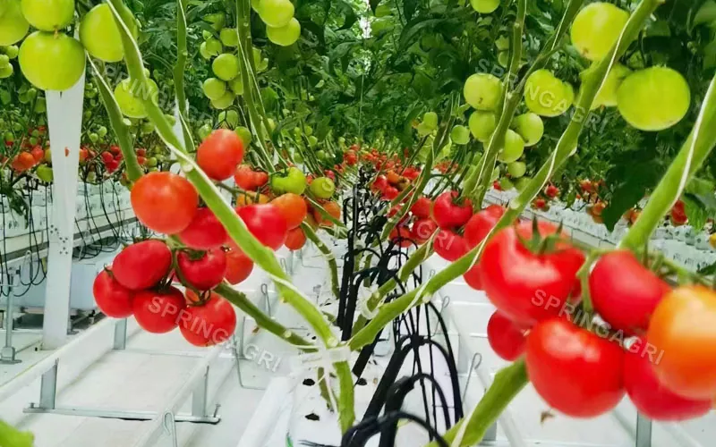 Rumah Hijau Tomato Plastik Multispan