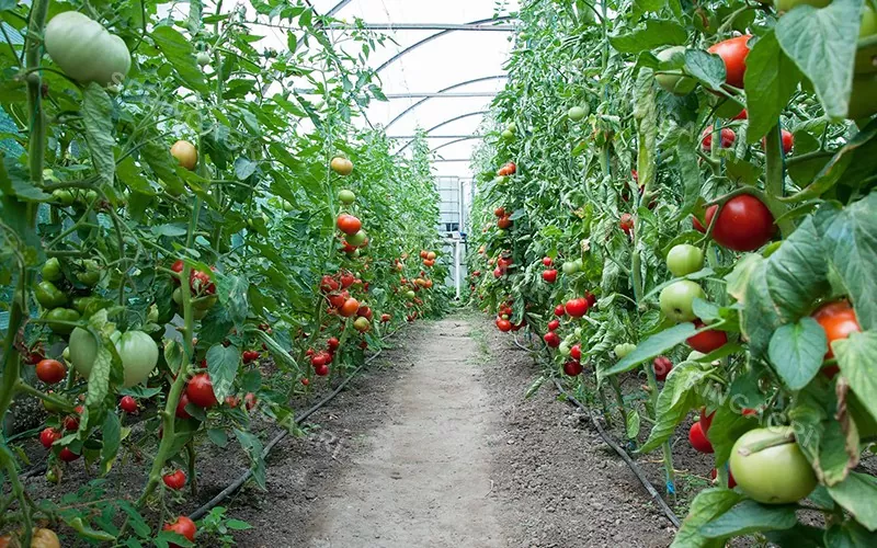 Rumah Hijau Tomato Plastik Multispan